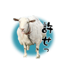 ベッキーと十兵衛（個別スタンプ：15）
