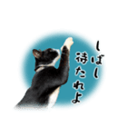 ベッキーと十兵衛（個別スタンプ：16）