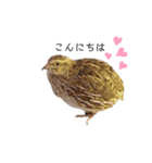 小動物シンプルスタンプ2（個別スタンプ：3）