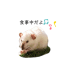 小動物シンプルスタンプ2（個別スタンプ：7）