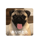 パグのディカプリオくん（個別スタンプ：3）