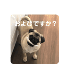 パグのディカプリオくん（個別スタンプ：4）