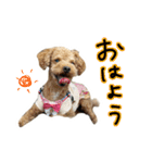 琥珀すたんぷ2（個別スタンプ：1）