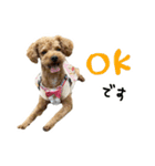 琥珀すたんぷ2（個別スタンプ：16）