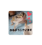 animal1（個別スタンプ：1）