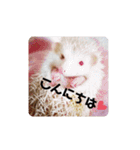 animal1（個別スタンプ：2）