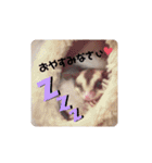 animal1（個別スタンプ：4）
