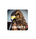 animal1（個別スタンプ：5）