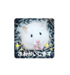animal1（個別スタンプ：7）