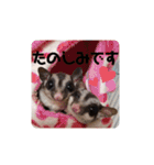 animal1（個別スタンプ：8）