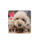 animal1（個別スタンプ：10）
