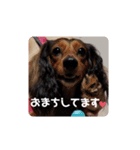 animal1（個別スタンプ：11）