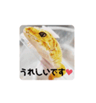 animal1（個別スタンプ：12）