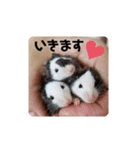 animal1（個別スタンプ：13）