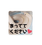 animal1（個別スタンプ：15）
