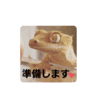 animal1（個別スタンプ：18）