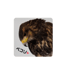 animal1（個別スタンプ：19）