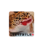 animal1（個別スタンプ：21）