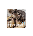 animal1（個別スタンプ：23）
