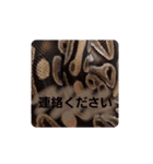 animal1（個別スタンプ：24）