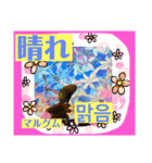 日本語と韓国語と天気（個別スタンプ：1）