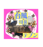 日本語と韓国語と天気（個別スタンプ：5）
