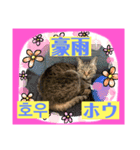 日本語と韓国語と天気（個別スタンプ：8）