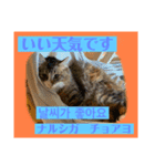 日本語と韓国語と天気（個別スタンプ：18）