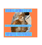日本語と韓国語と天気（個別スタンプ：24）