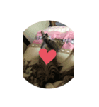 にゃんころめん（個別スタンプ：2）