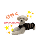 バビのスタンプvol.2（個別スタンプ：6）