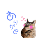 みーともん（個別スタンプ：3）