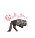 みーともん（個別スタンプ：20）