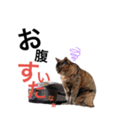 みーともん（個別スタンプ：21）