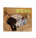 チョコラブこつぶ（個別スタンプ：7）