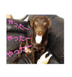 チョコラブこつぶ（個別スタンプ：9）
