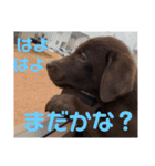 チョコラブこつぶ（個別スタンプ：12）