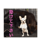 チョコラブこつぶ（個別スタンプ：16）