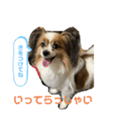 パスカルくん 2（個別スタンプ：16）