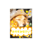 あざとかわいい犬、きなこ。（個別スタンプ：1）