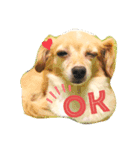 あざとかわいい犬、きなこ。（個別スタンプ：2）