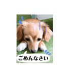 あざとかわいい犬、きなこ。（個別スタンプ：3）