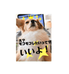 あざとかわいい犬、きなこ。（個別スタンプ：4）