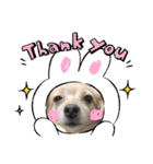 あざとかわいい犬、きなこ。（個別スタンプ：5）