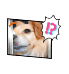 あざとかわいい犬、きなこ。（個別スタンプ：6）