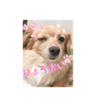 あざとかわいい犬、きなこ。（個別スタンプ：7）