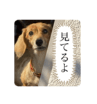 きなこのスタンプーーーーーー（個別スタンプ：1）