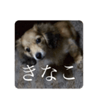 きなこのスタンプーーーーーー（個別スタンプ：3）