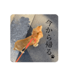 きなこのスタンプーーーーーー（個別スタンプ：5）