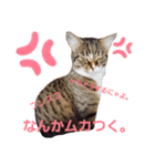 なえ、まろの日常4（個別スタンプ：6）
